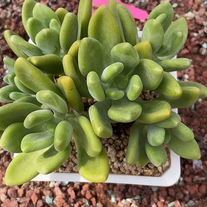芒果奶多肉植物群生668