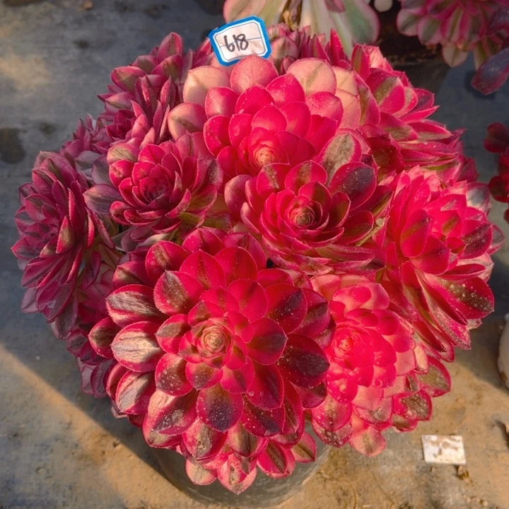 木*人618倾城多肉法师