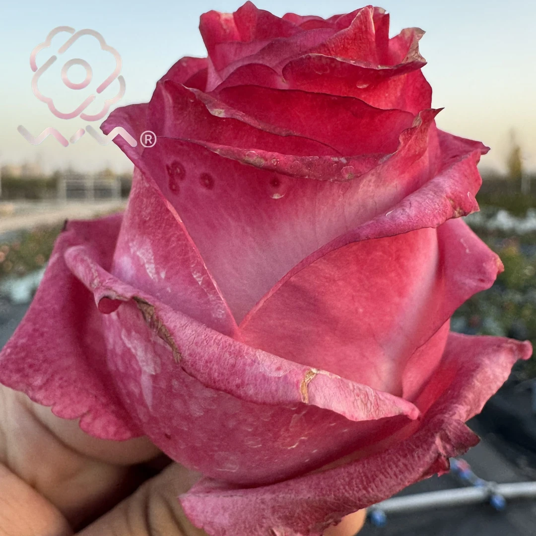 老磨盘【仙人掌】月季