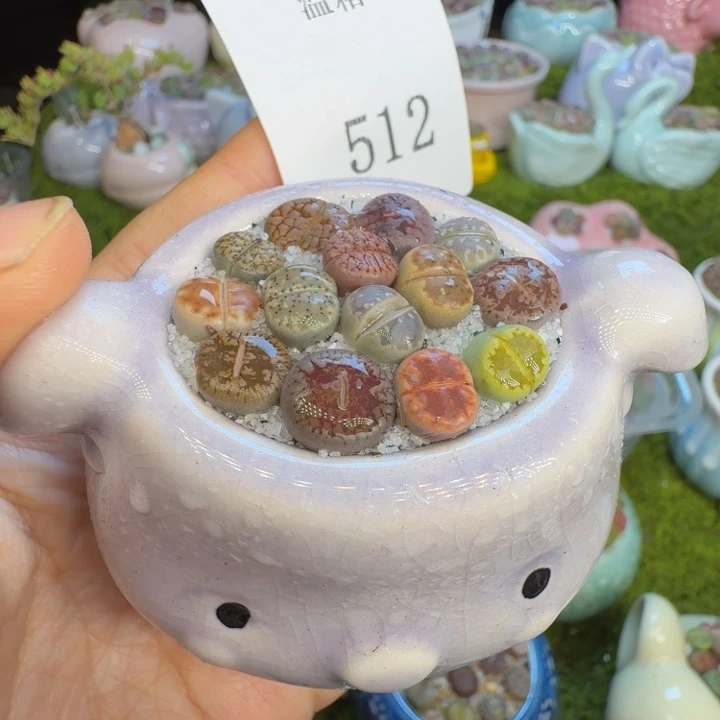 多肉植物福利冲512