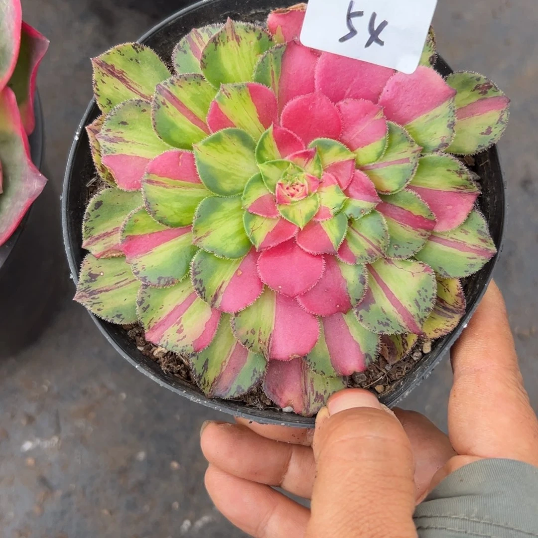 54知否多肉植物系