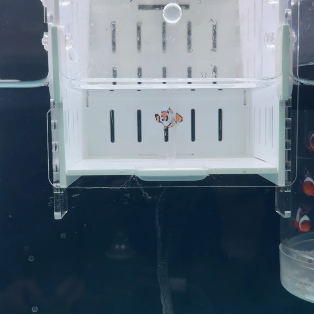 海水鱼黑卡鬼婆小丑鱼一条