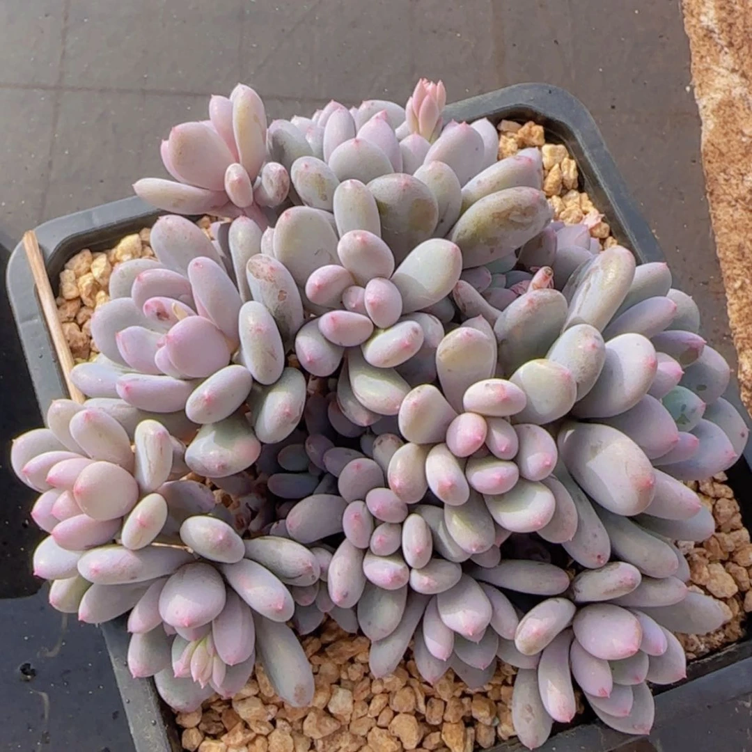 【闪购商品】群生香香雪