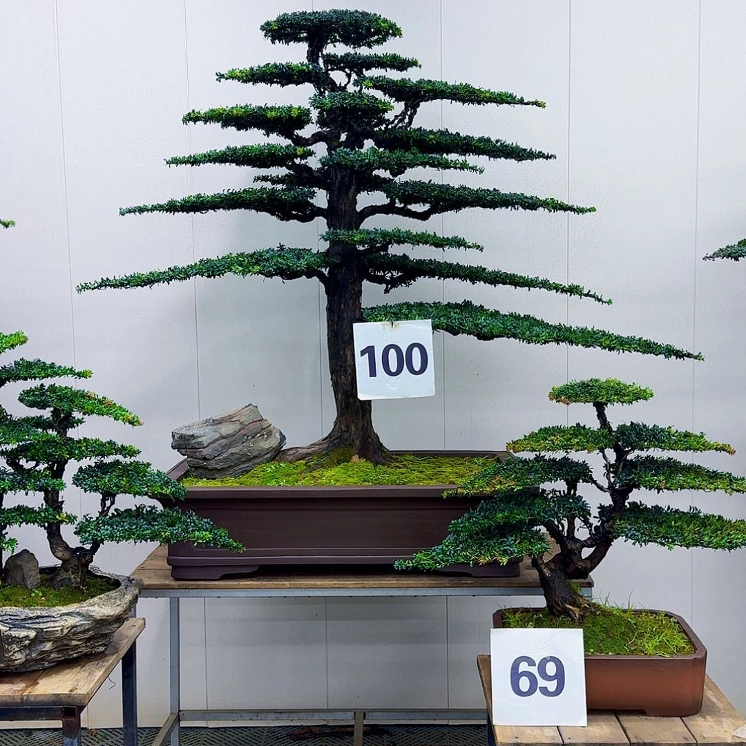 无花朵珍珠红芽罗汉松造型盆景