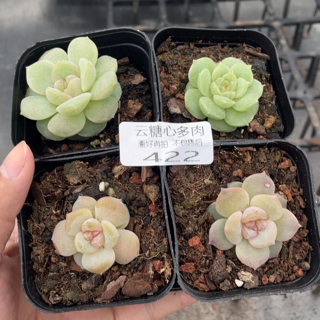 ?****资云糖心多肉植物422
