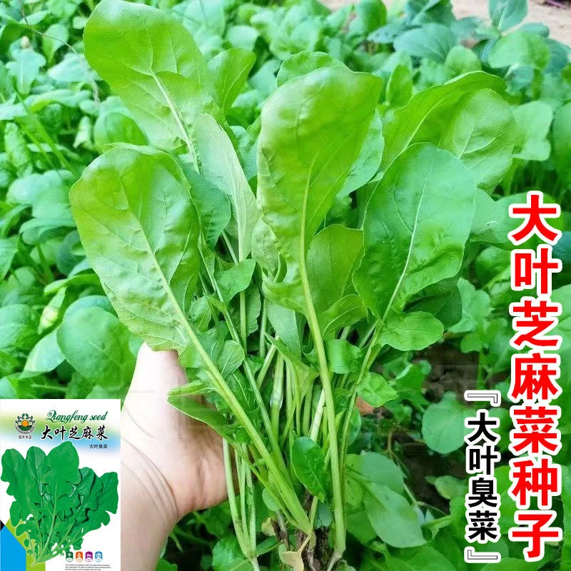 大叶空心菜紫苏芝麻菜种子小青菜种籽籽四季大叶臭菜种全套孑