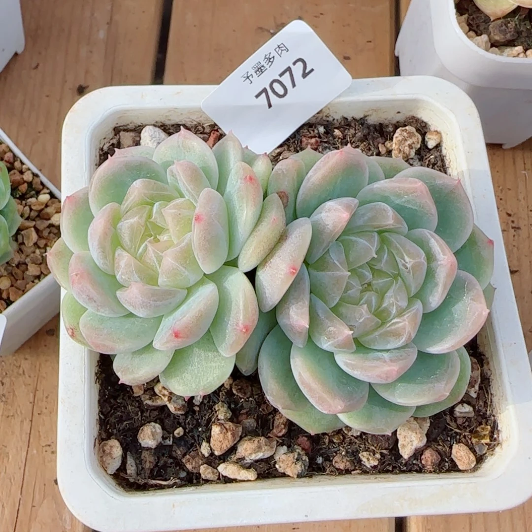 泼天富贵，7072多肉植物