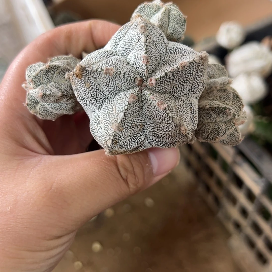 肋骨恩冢仙人球3854号