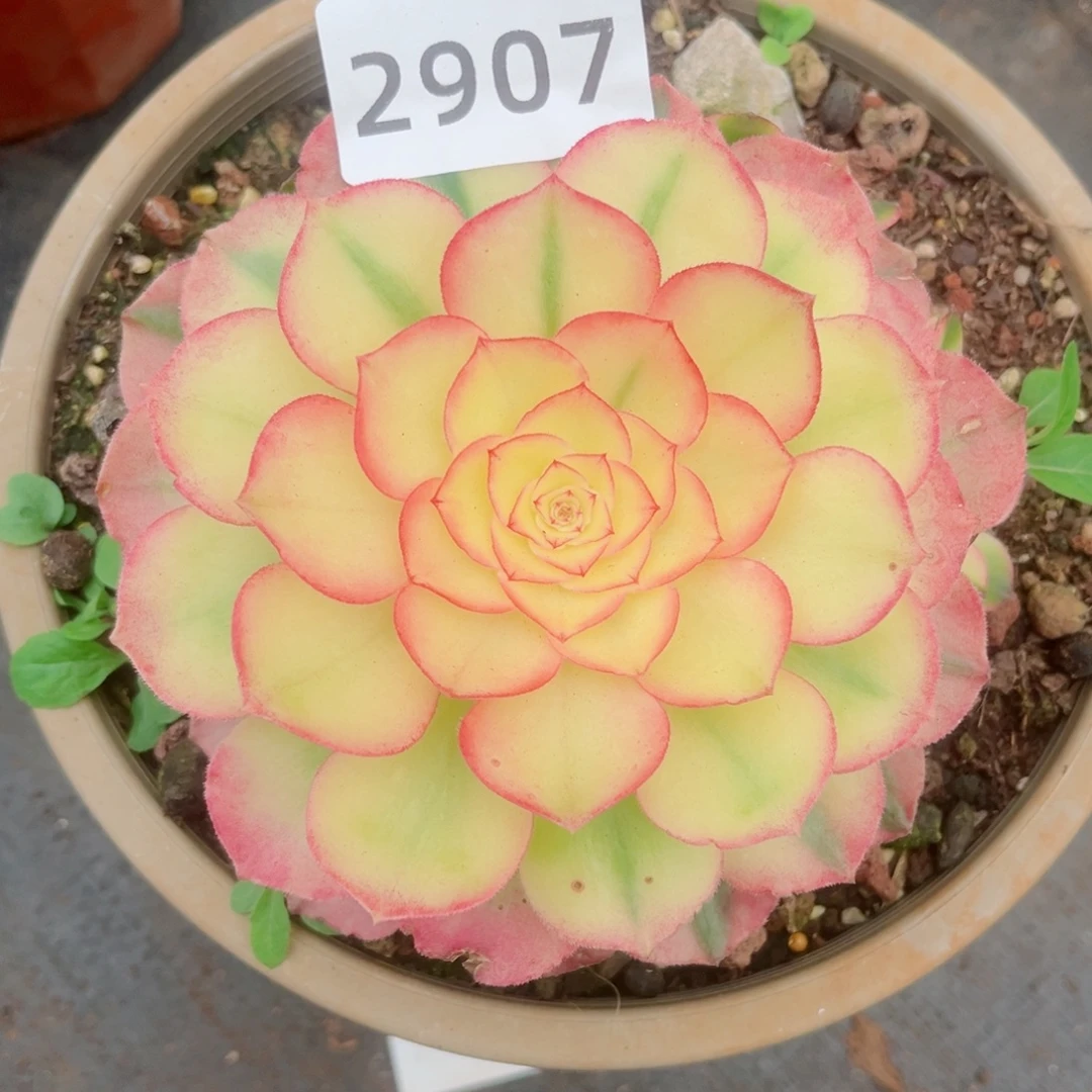 荔枝多肉发货发货