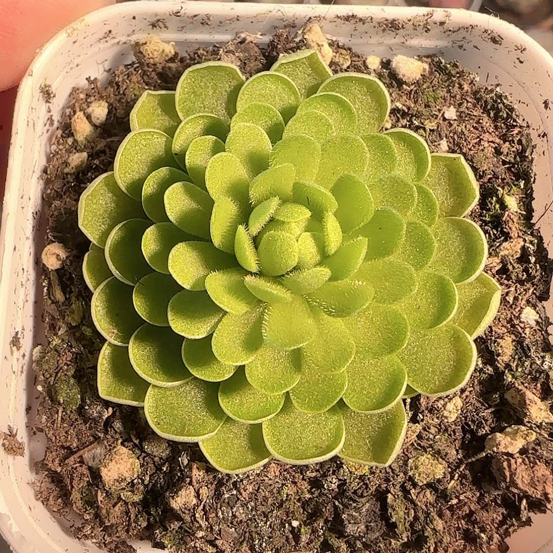 多肉1205-92捕虫堇