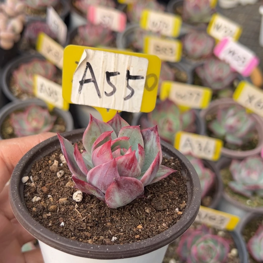 @****）A55惊鸿单头多肉