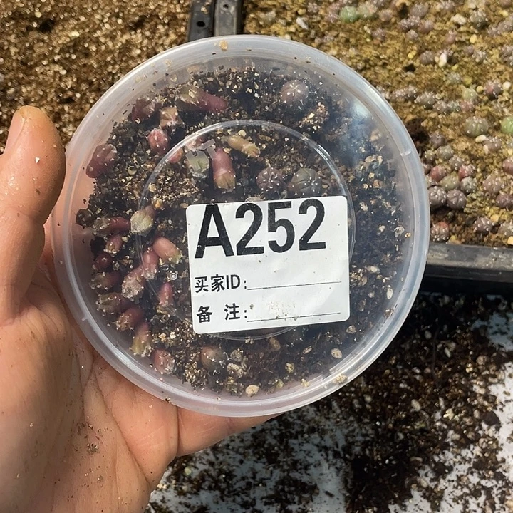 完全开放252栾兜一份