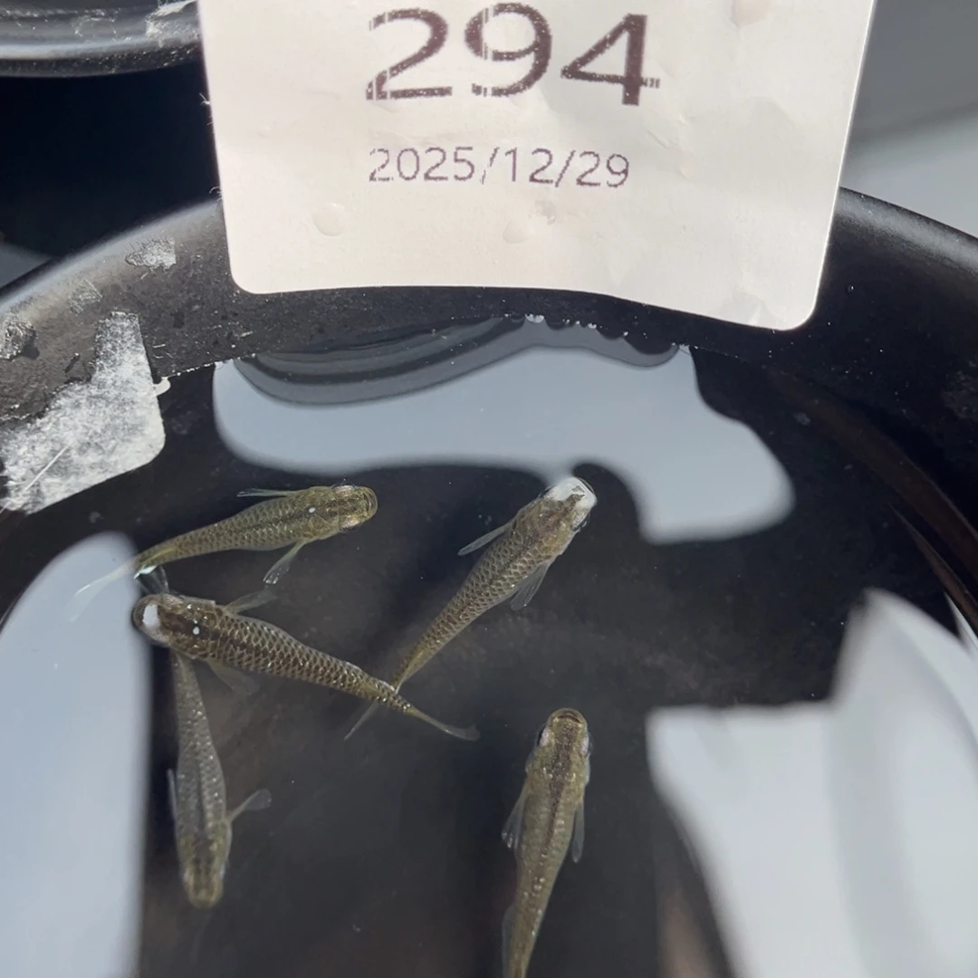 青鳉鱼294奶酪五尾