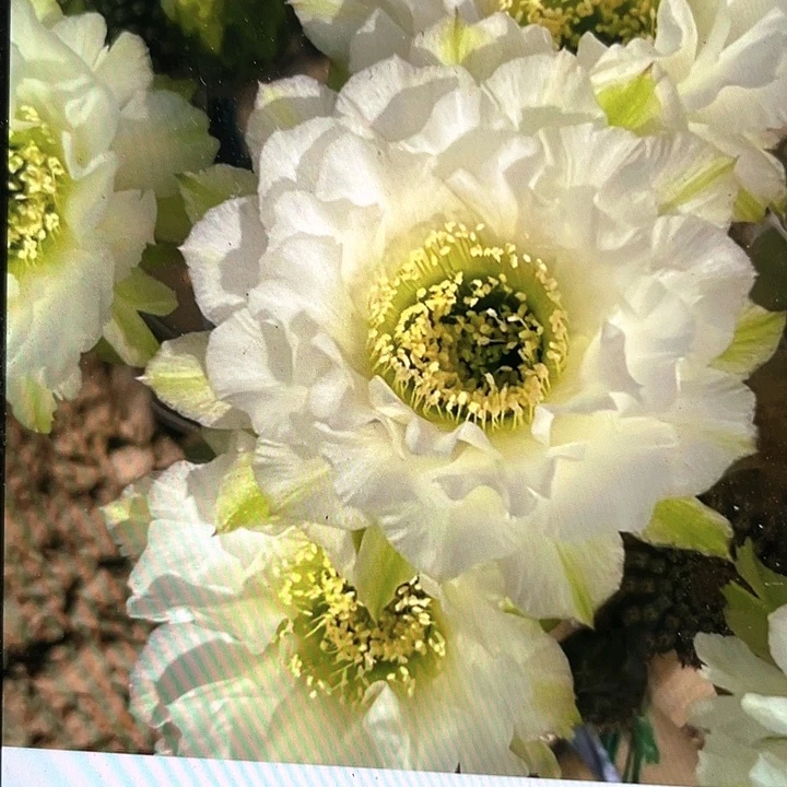 静静侧芽歪4公分左右满18包邮