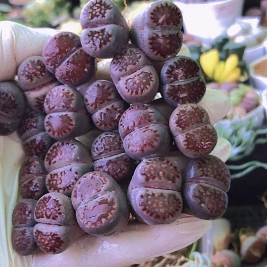 无花朵0438，1.5-1.8厘米