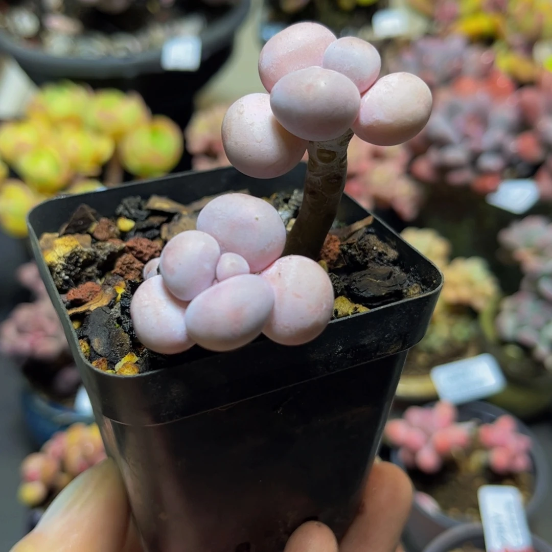 388橙奶双头多肉植物