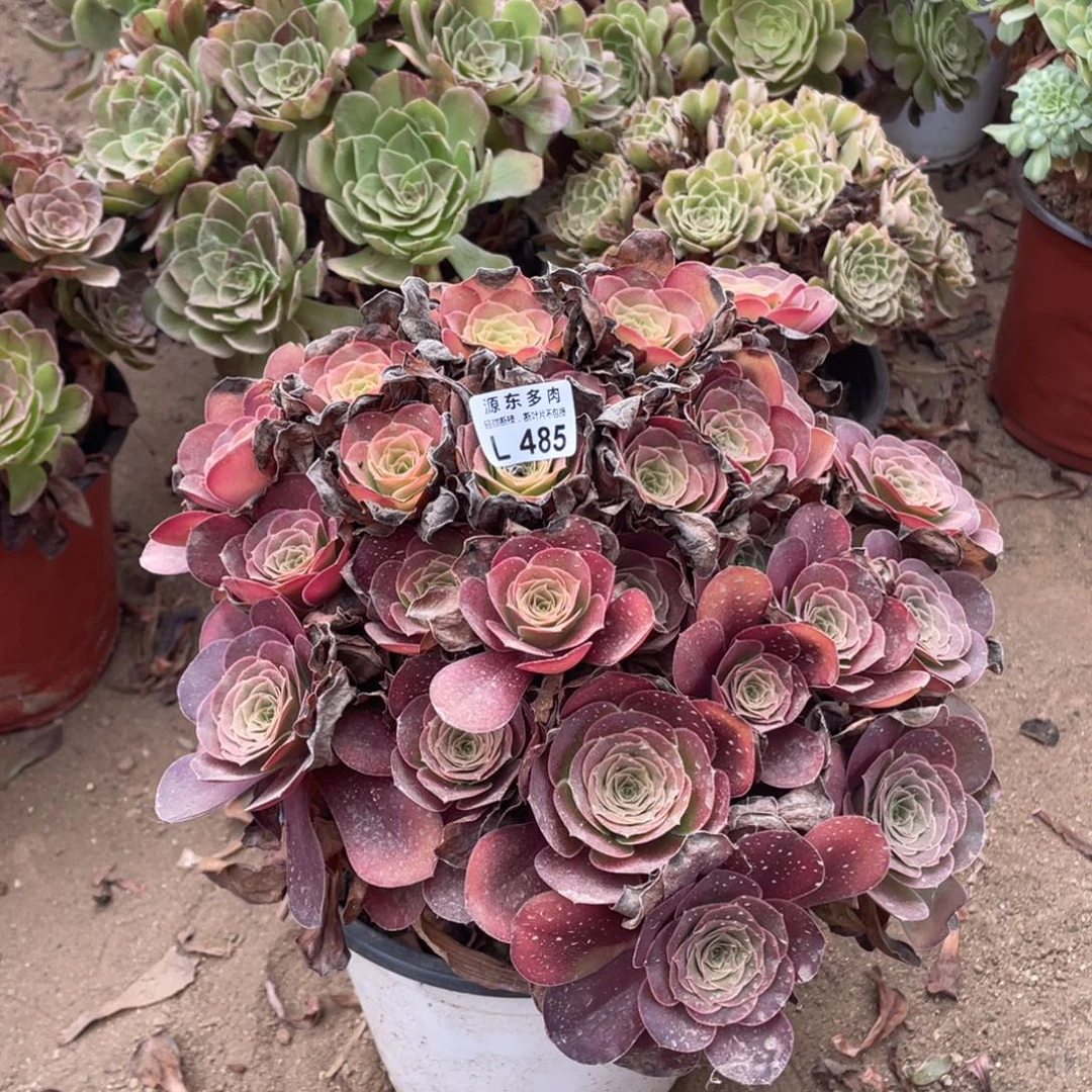 485魅金玫瑰多肉法师断枝不包