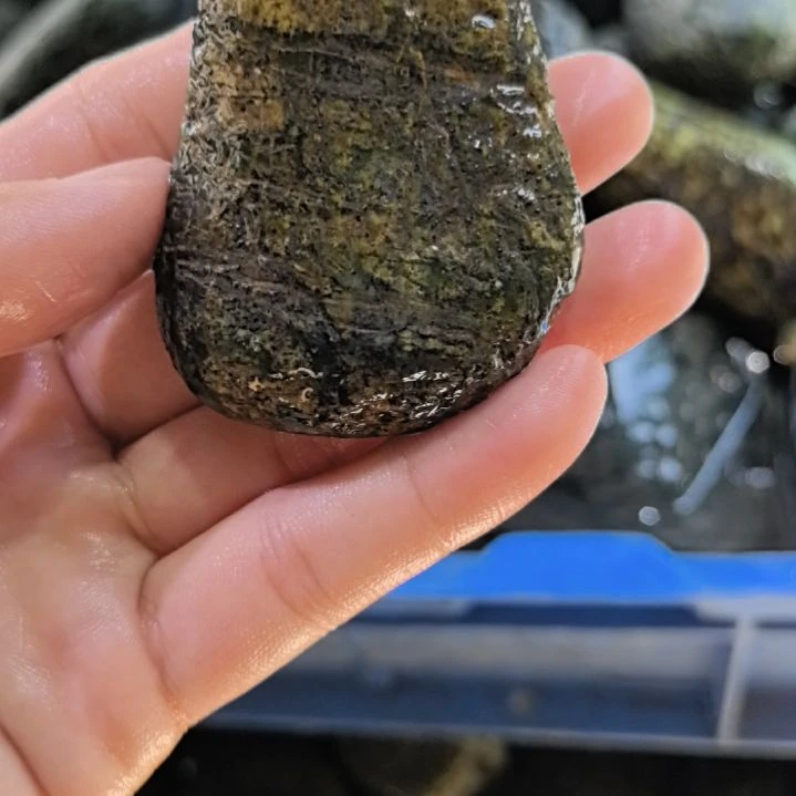 舍***予有机玻璃藏玉药王石原石一个
