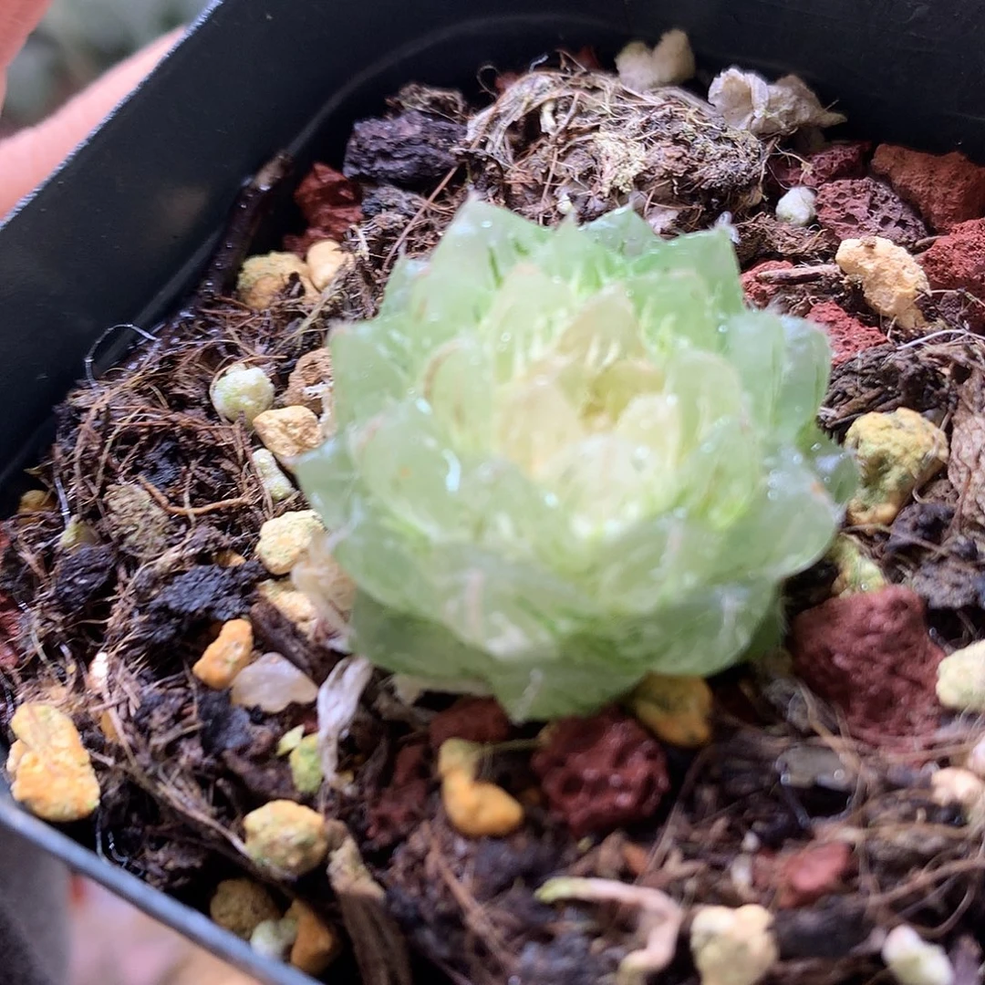 翠云玉露锦带盆土德国t