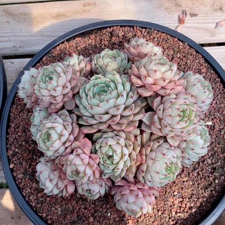 苯巴蒂斯 韩货精品