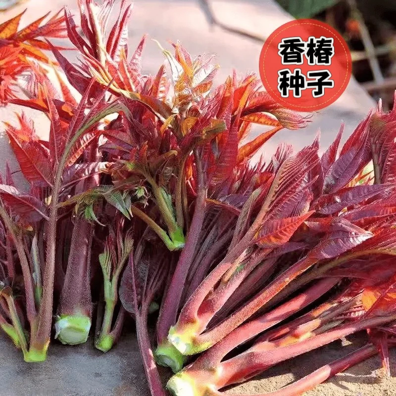 香椿种子速生红油香椿种子四季播农家阳台红叶香春芽苗菜蔬菜种子