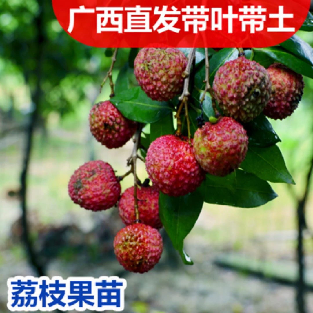 荔枝树苗妃子笑无核A4嫁接果树果苗桂味糯米糍白糖罂鸡嘴荔三月红