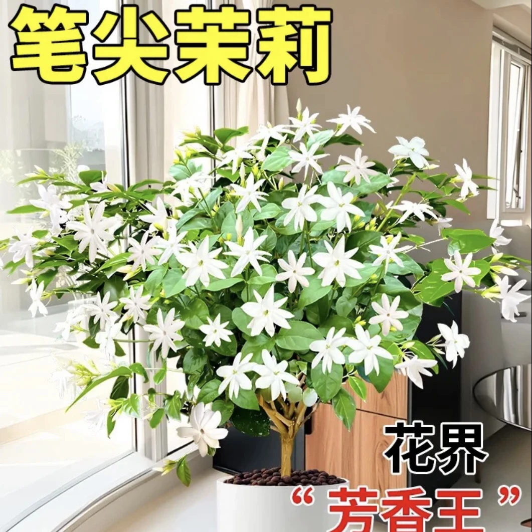 笔尖茉莉 带花带花苞