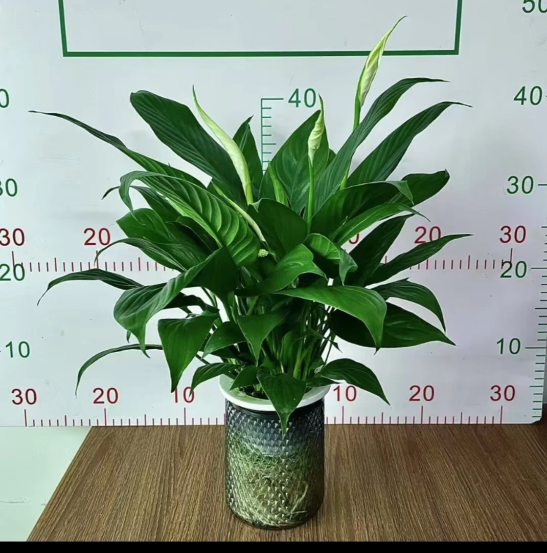 一帆风顺白掌水培盆栽室内好养花卉绿植四季开花绿植盆栽花卉盆栽