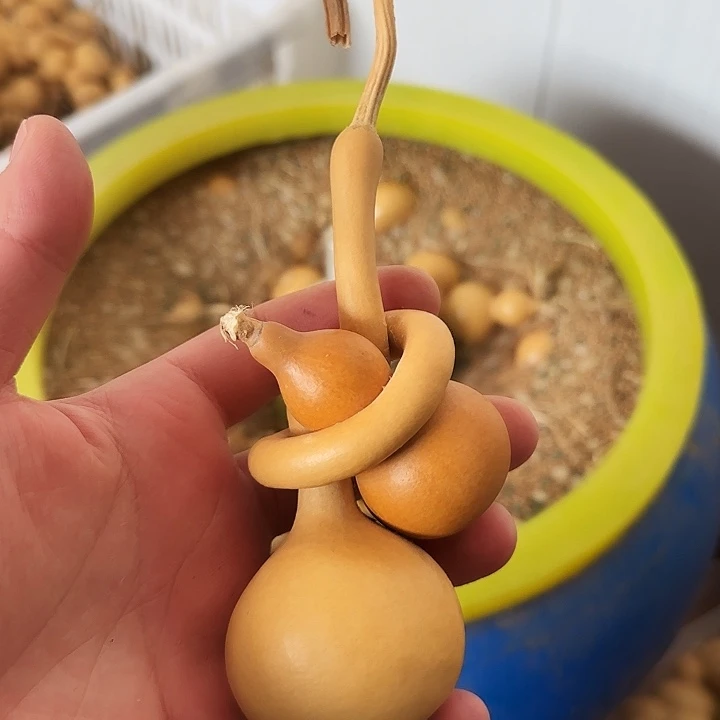 昊阳精品葫芦直播间放漏