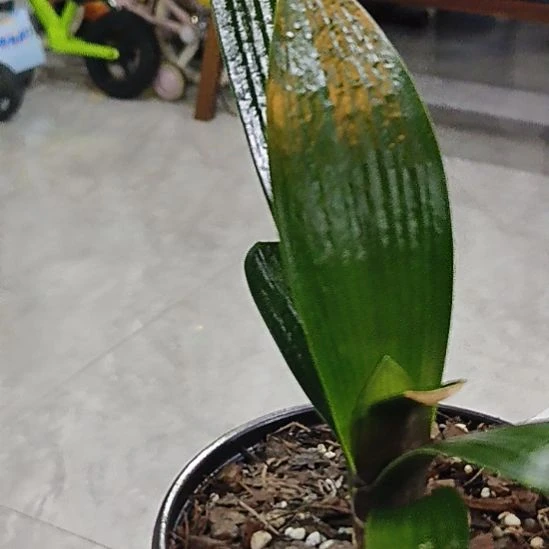 无花朵图图我想问一下