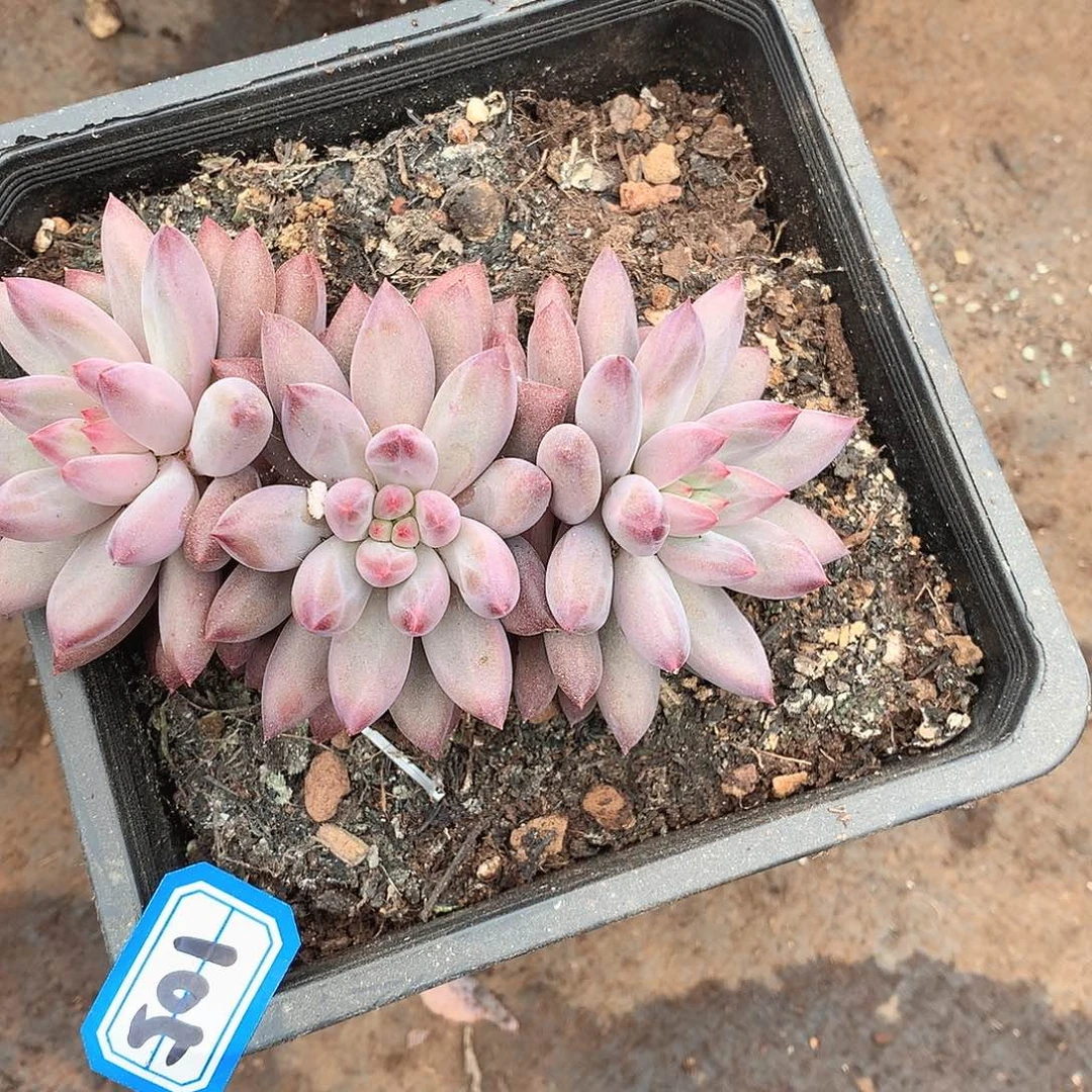 105美人一物一拍多肉