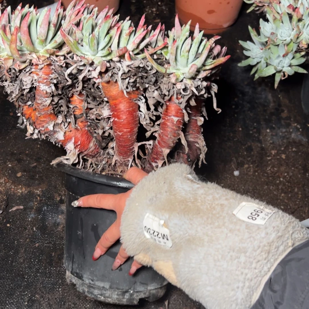 星*633哈哈哈哈哈哈哈哈多肉