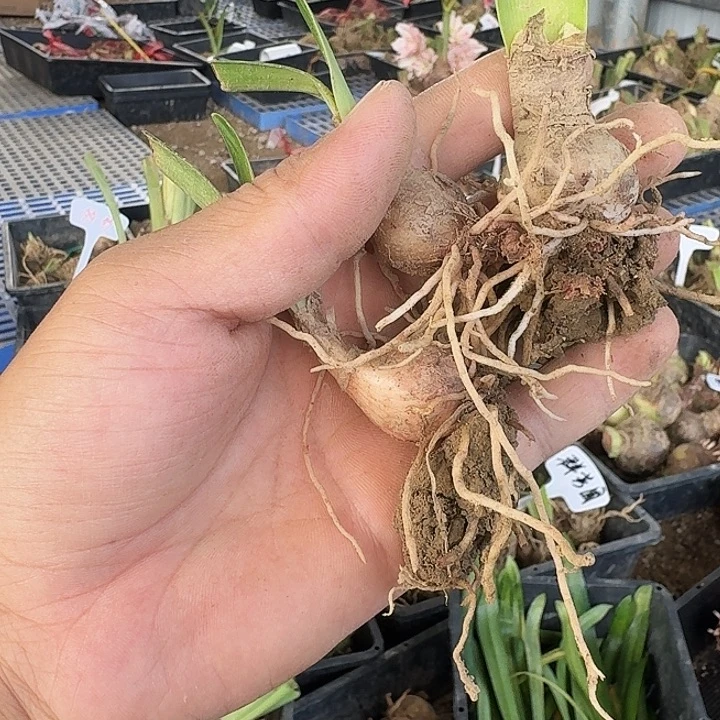 群芳圃朱顶红一棵2+