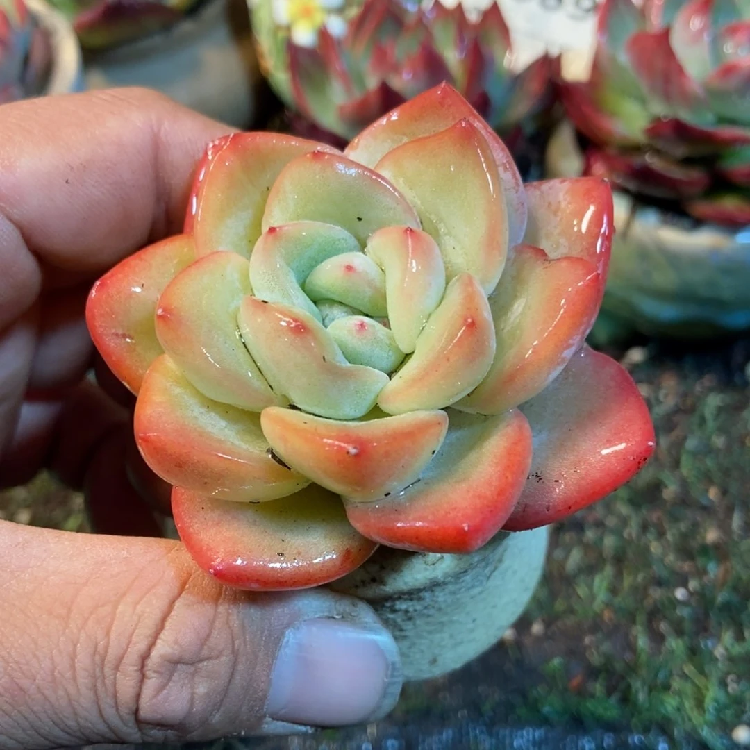 奶油泡芙多肉植物