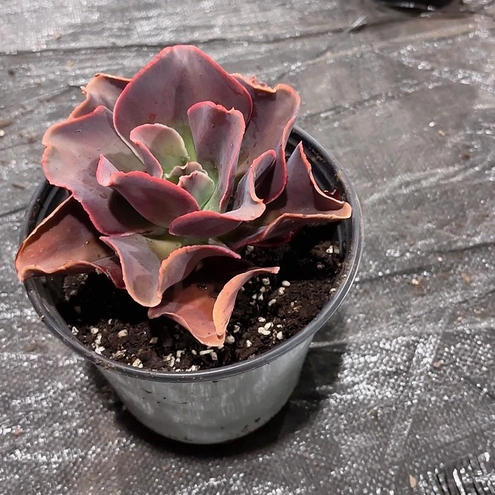 小**嘎红粉台阁多肉盆栽