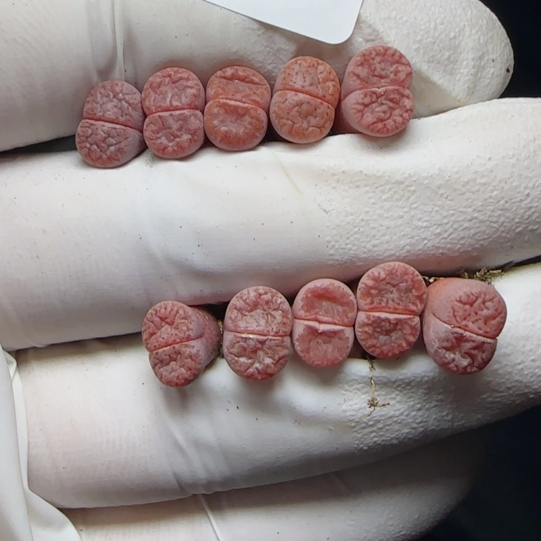 0301。阿克塞尔。默认脱土。18包邮。偏远88包邮