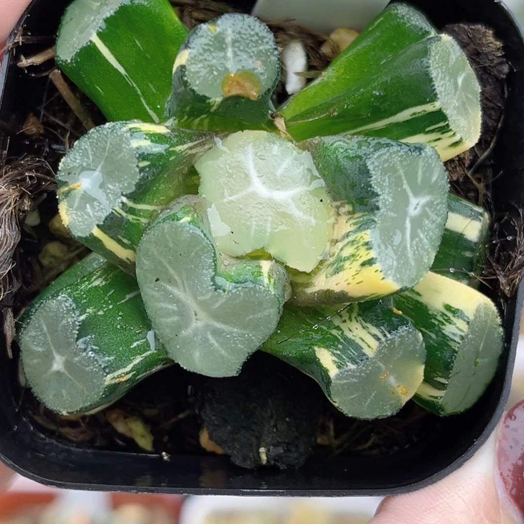 17玉龙万象锦（叶片有点伤介意勿拍）福利专场