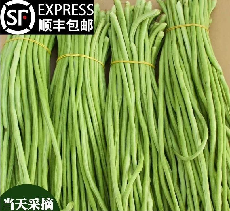 河南新鲜农家自种新鲜长豆角