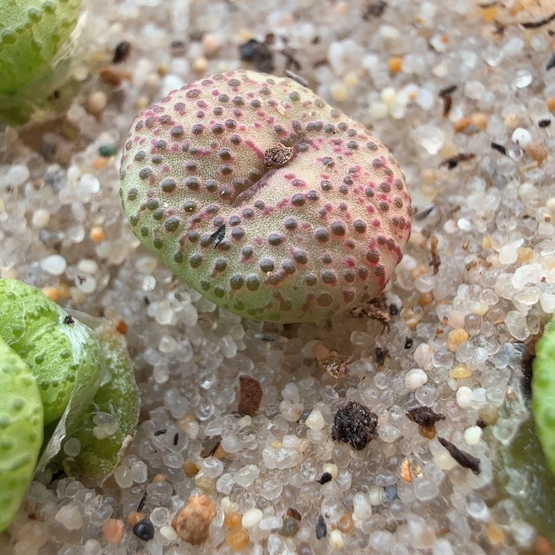 买****买2.18.17/火龙果安贞/多肉植物