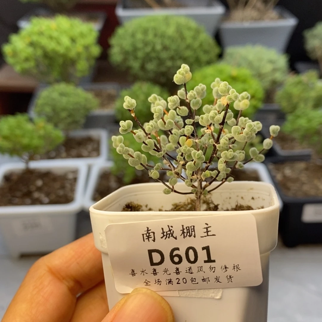 601实生莱斯枝干番杏