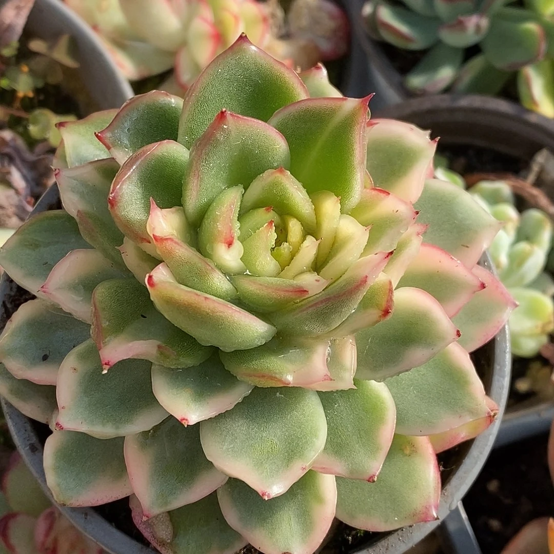 510碧浪哈哈哈哈哈哈看