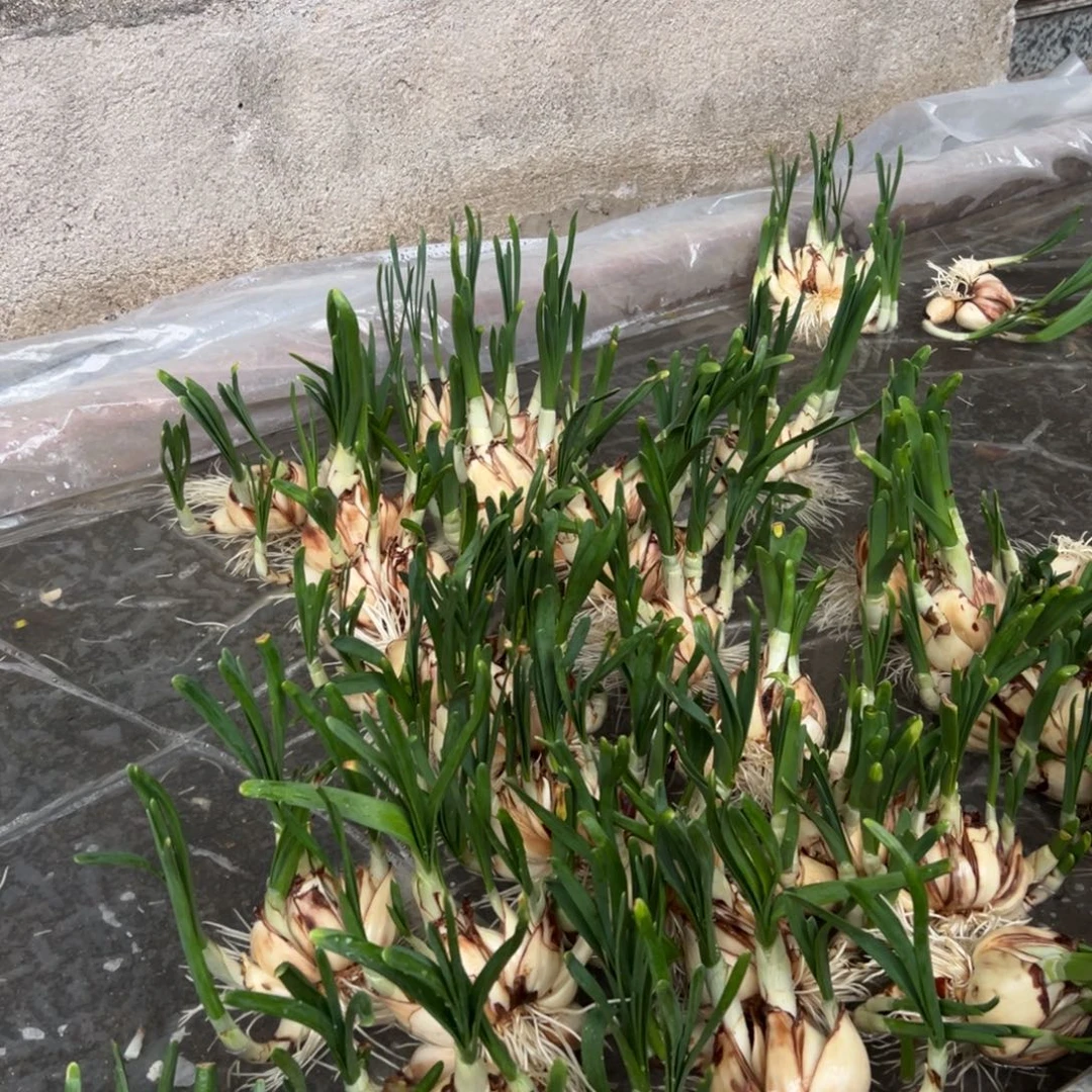 无花朵八字切10个