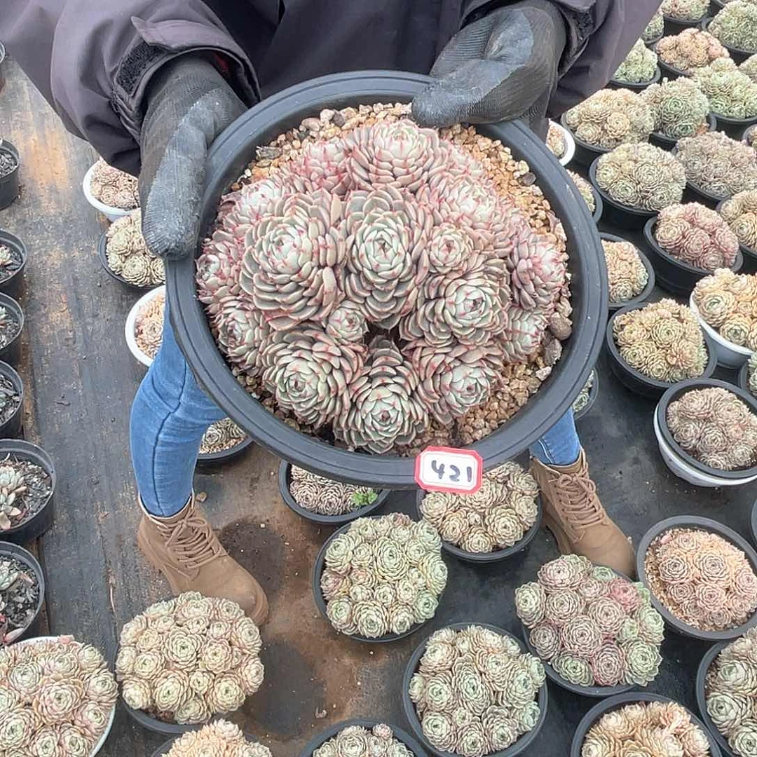 421苯巴蒂斯 一物一拍多肉