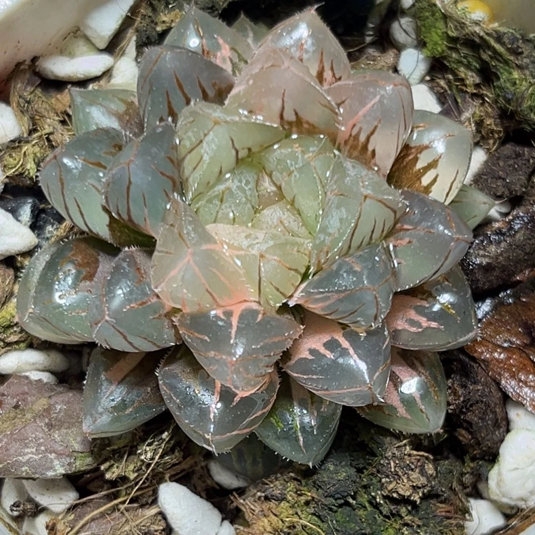 恭喜发财大吉大利0279