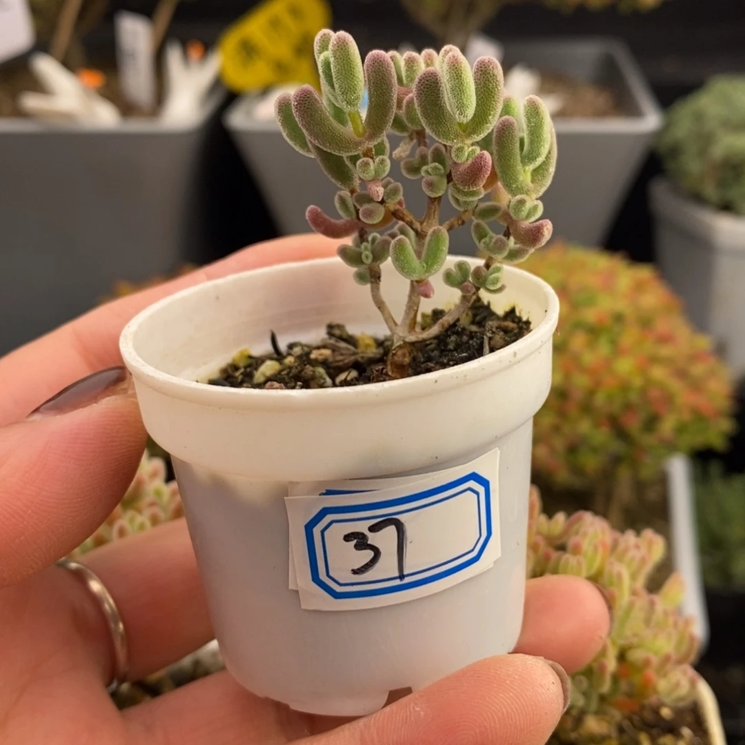 完全开放37号冰晶赠送