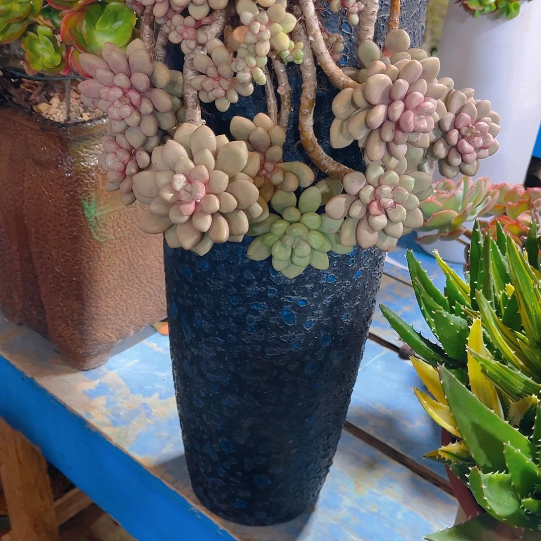 无*多肉植物保护研究所