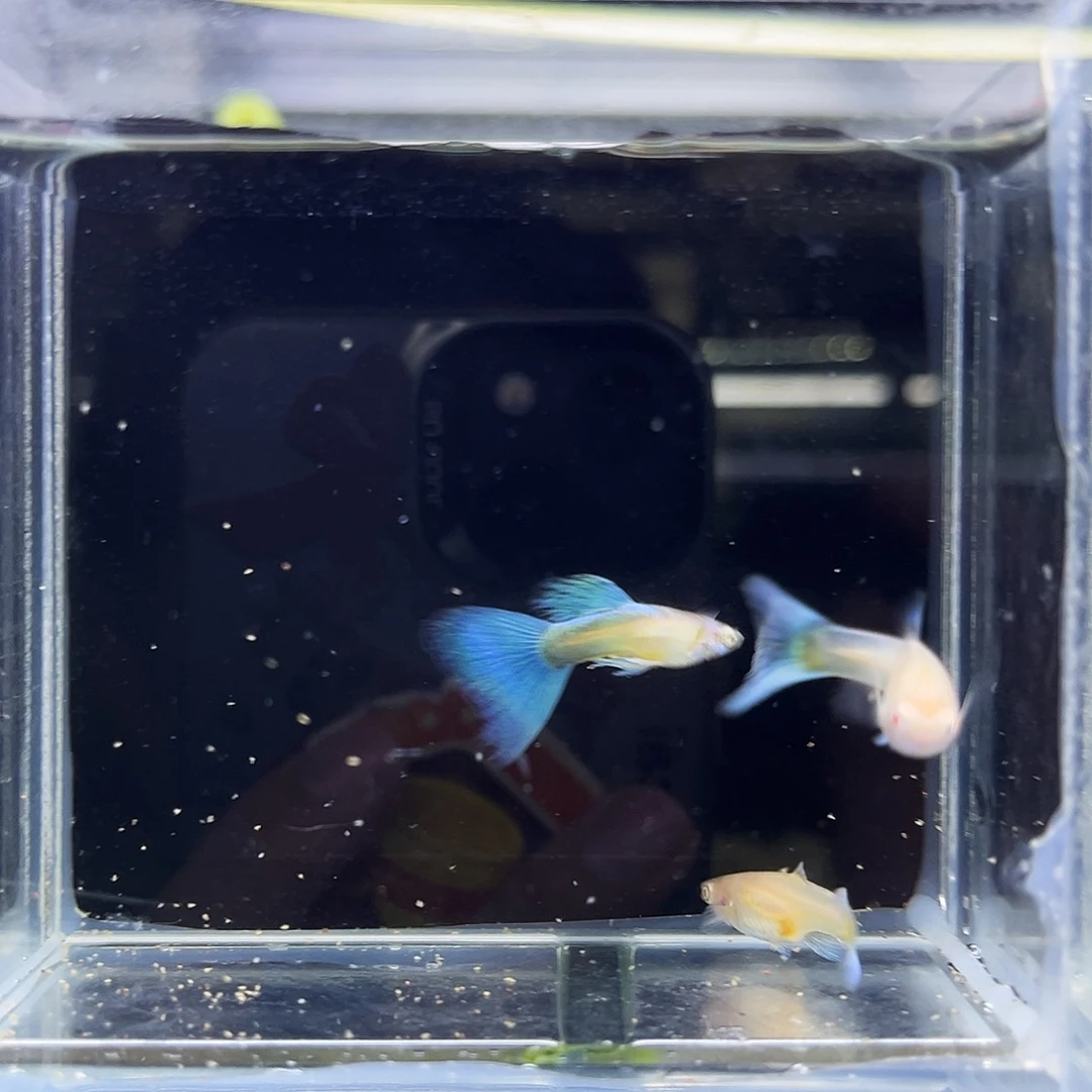 孔雀鱼蓝白飞船3条