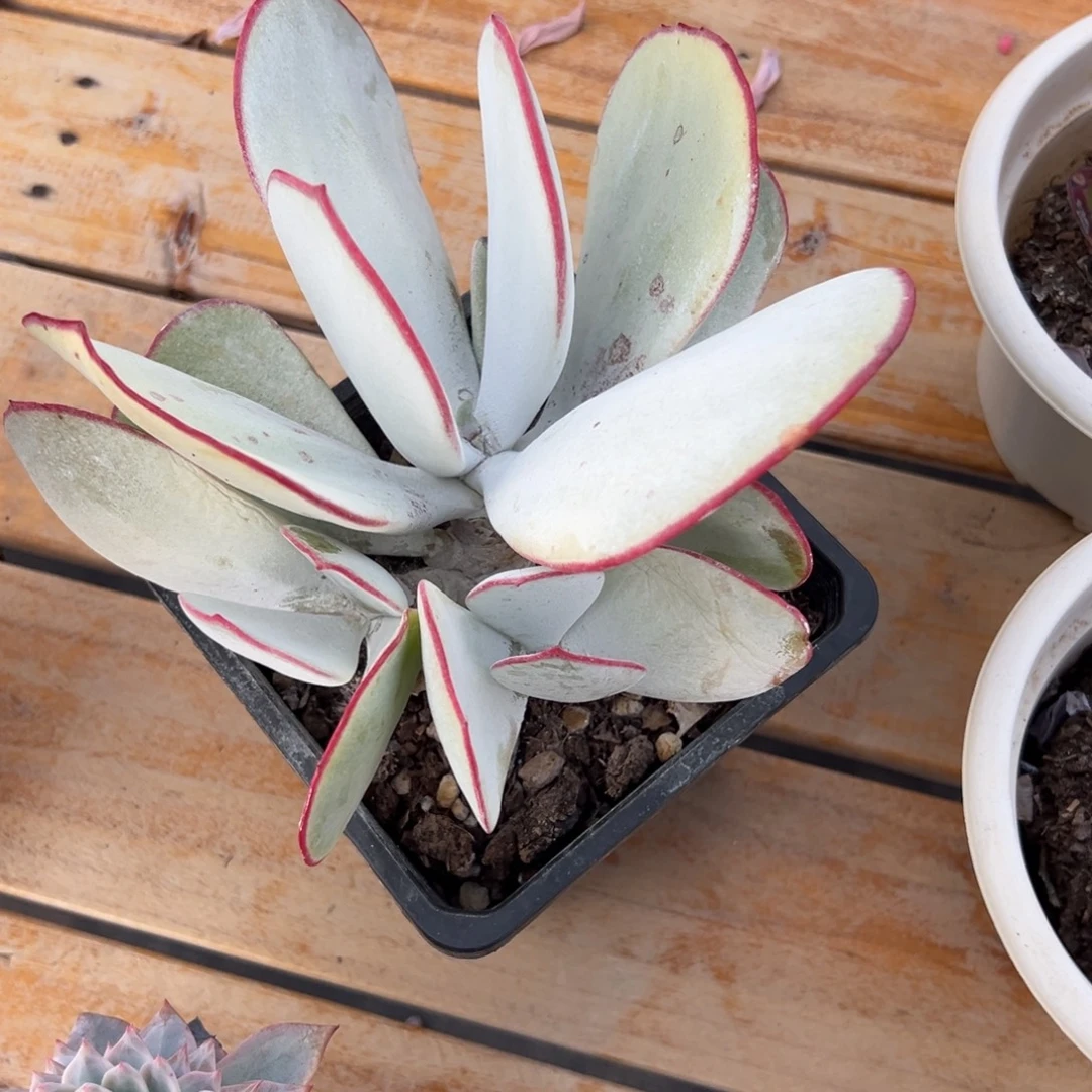 多肉白眉【非偏远地区满18包邮】