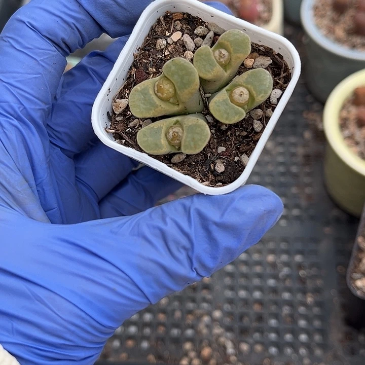 脱土发，满28包邮。蕾丝舞群1