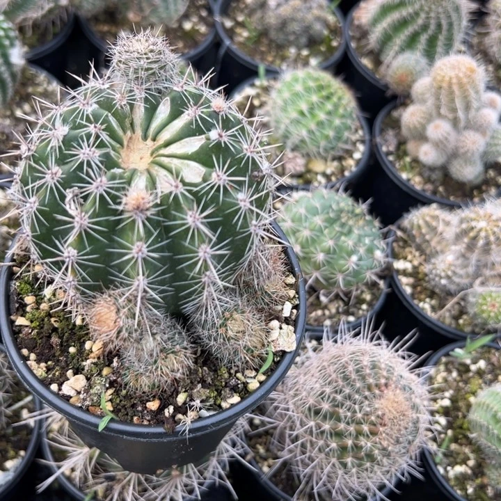 第*梦黄白仙人球彩草158